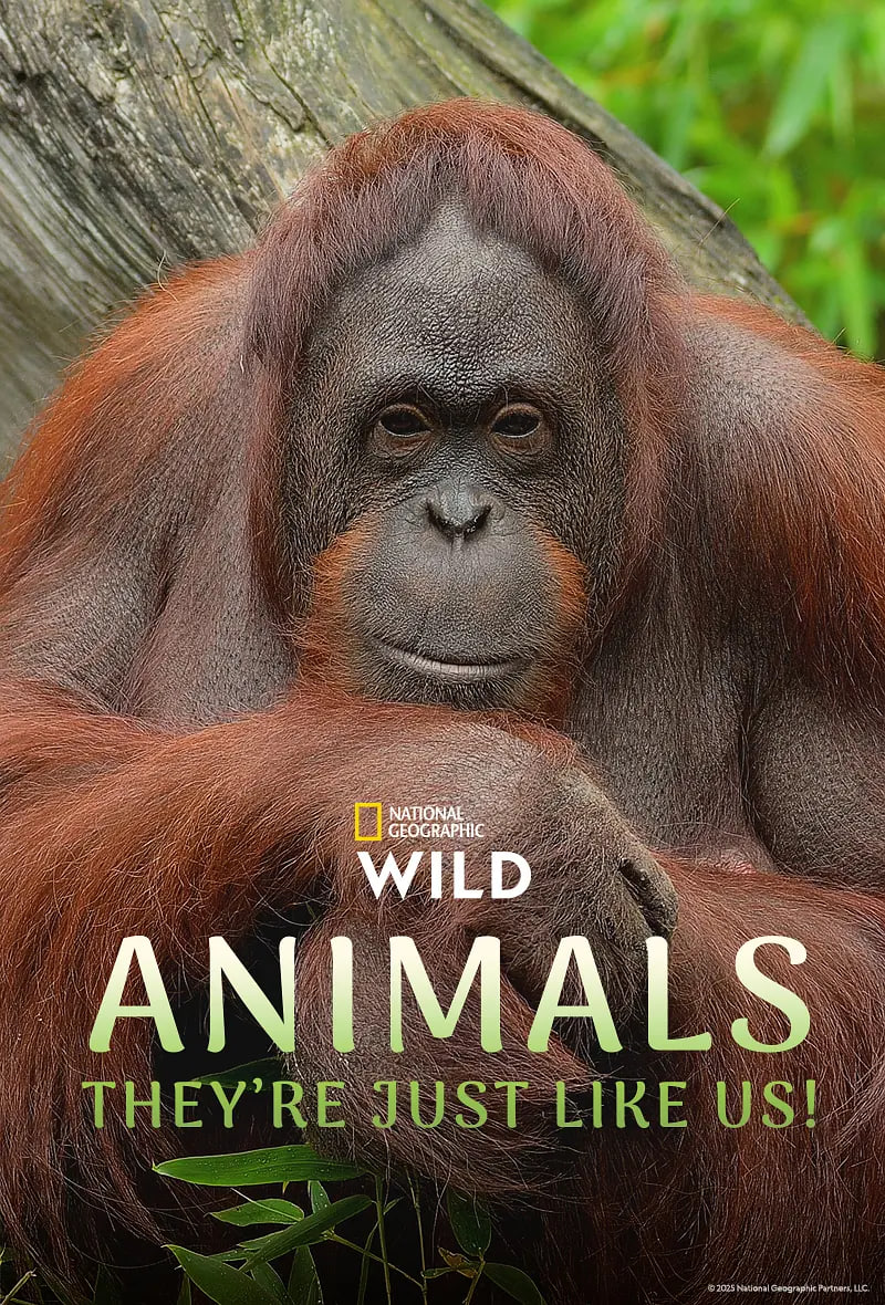 动物，它们和我们一样！第一季